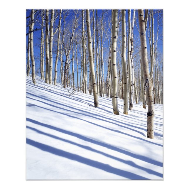 Impression Photo États-Unis, Utah, forêt nationale de Dixie, Aspen  (Devant)