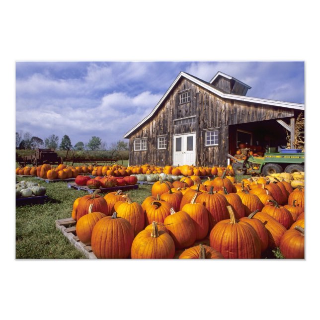 Impression Photo États-Unis, Vermont, Shelbourne, Citrouilles (Devant)