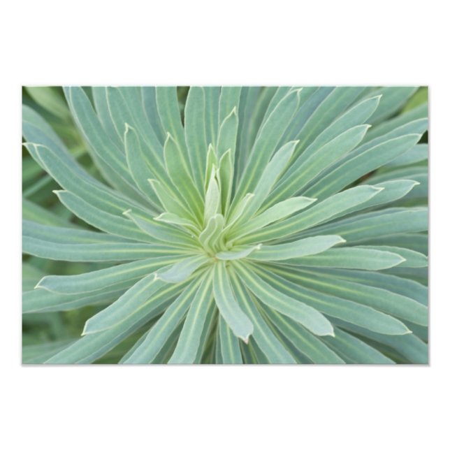 Impression Photo États-Unis, Washington, Bellevue, Bellevue Botanic (Devant)