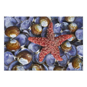 Impression Photo États-Unis, Washington, Hood Canal, Seabeck. Gros