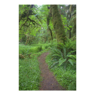 Impression Photo États-Unis, Washington, Parc national Olympique,