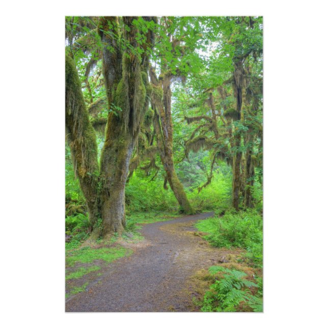 Impression Photo États-Unis, Washington, Parc National Olympique, H (Devant)