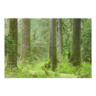 Impression Photo États-Unis, Washington, Parc national Olympique, P