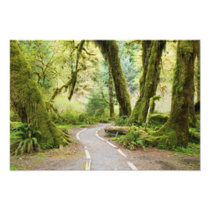 Impression Photo États-Unis, Washington, Parc national Olympique, R