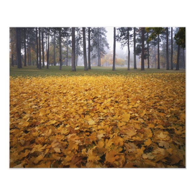 Impression Photo États-Unis, Washington, Spokane, Manito Park, Auto (Devant)