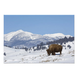 Impression Photo États-Unis, WY, Parc national de Yellowstone, Biso