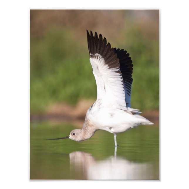 Impression Photo Étendue Avocet américaine (Devant)