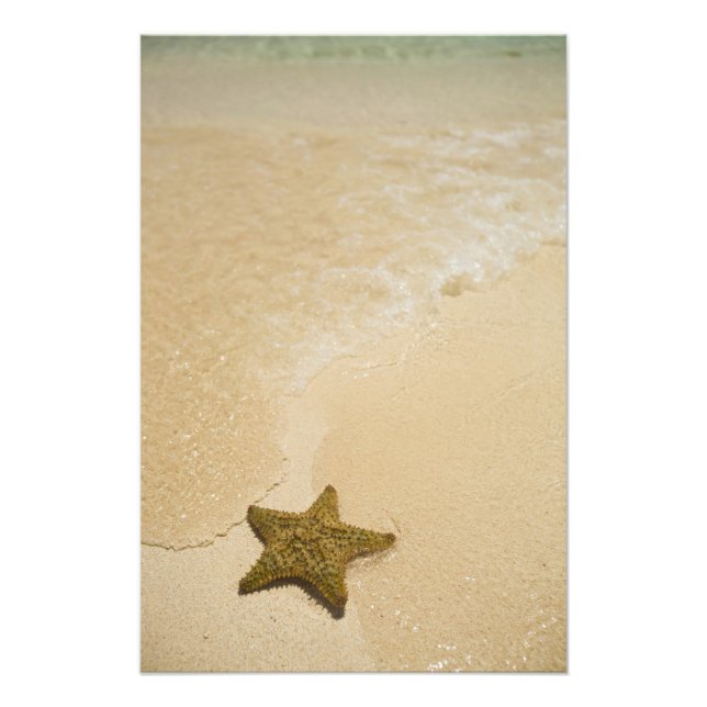Impression Photo Étoile de mer sur une plage de sable, Gibbs Cay La (Devant)