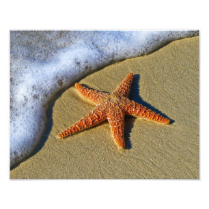Impression Photo Étoiles de mer simples sur la plage