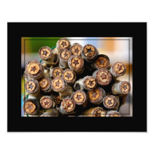 Impression Photo Etoiles le long du Rio Grande Cotton Wood Trees