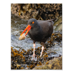Impression Photo Etonnant Oystercatcher noir avec Clam