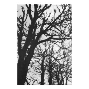Impression Photo Europe, France, Paris. Arbres d'hiver, Marco