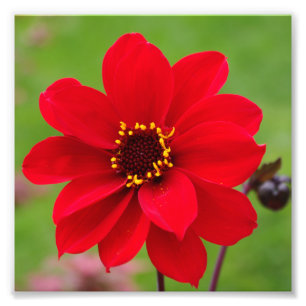 Impression Photo Évêque de dahlia de Llandaff