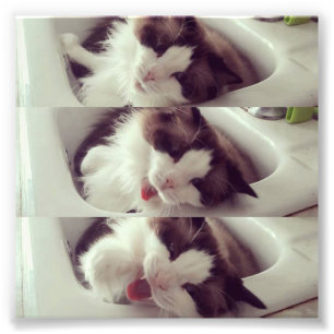 Impression Photo Évolution d'un bâillement de chat