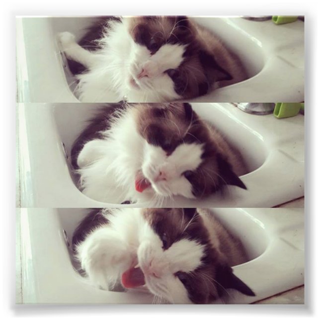 Impression Photo Évolution d'un yawn chat (Devant)