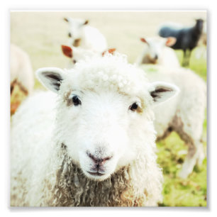 Impression Photo Ewe Cutie Mouton Agneau Pays Ferme Animaux Carré