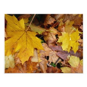 Impression Photo Fallen Maple Feuille Jaune Automne Nature