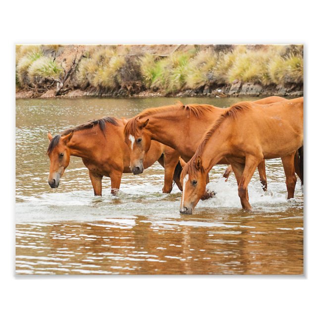 Impression Photo Famille de Cheval Brown à la rivière (Devant)