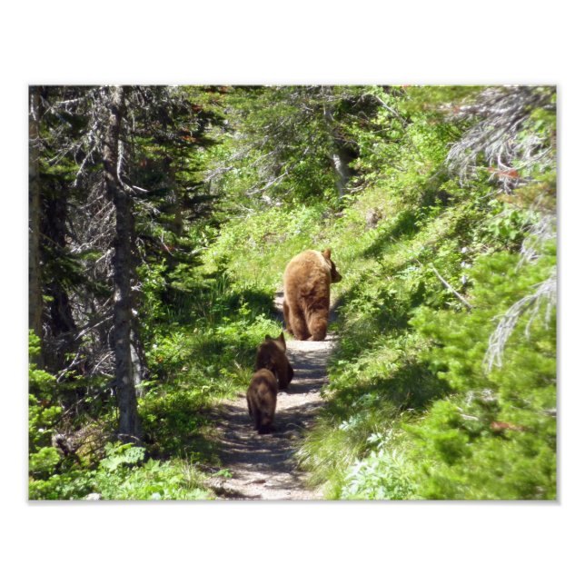 Impression Photo Famille d'ours brun (Devant)