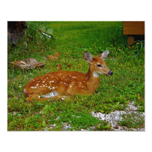 Impression Photo faon cerf à queue blanche (Devant)