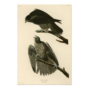 Impression Photo Faucon du Labrador des oiseaux d'Amérique d'Audubo