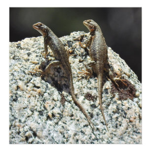 Impression Photo Faune, copie de photo, reptiles, lézards