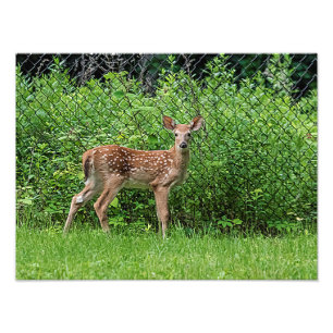 Impression Photo Faune devant une clôture