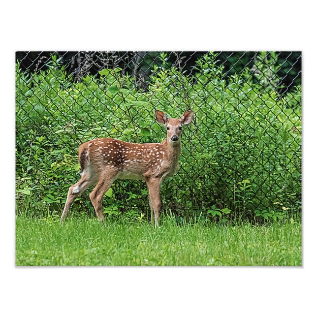 Impression Photo Faune devant une clôture (Devant)