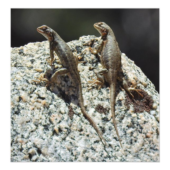 Impression Photo Faune, photo, reptiles, lézards (Devant)