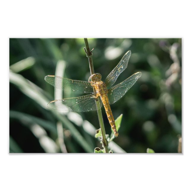 Impression Photo Female Keeled Skimmer Dragonfly (Devant)