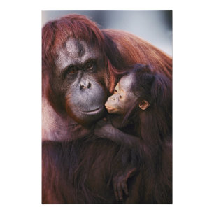 Impression Photo Femme Sumatran Orangutan avec bébé, Pongo