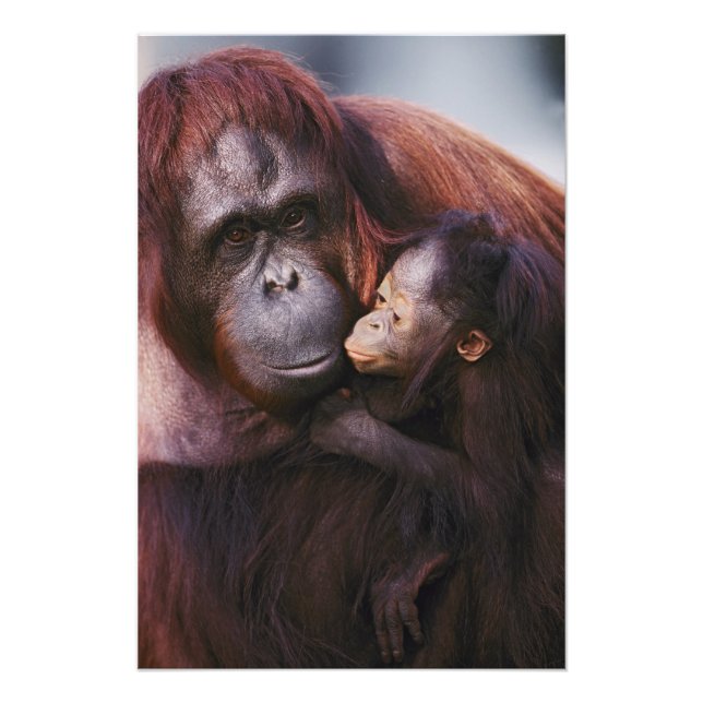 Impression Photo Femme Sumatran Orangutan avec bébé, Pongo (Devant)