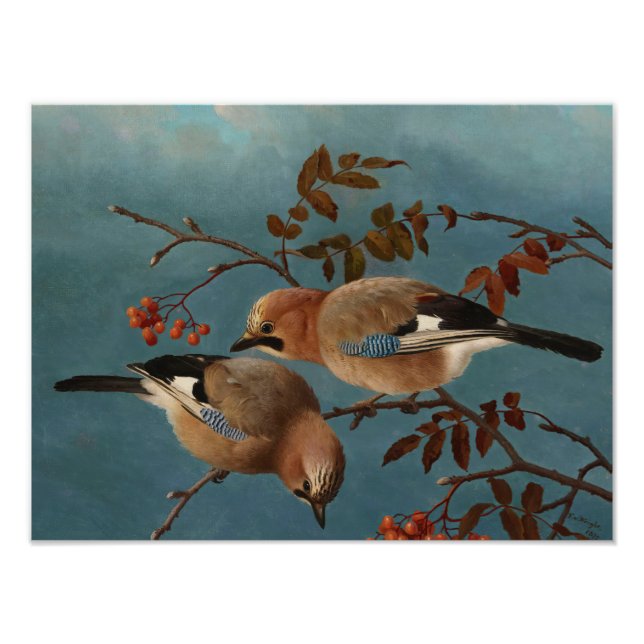 Impression Photo Ferdinand von Wright - Jays (Devant)