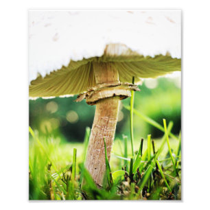 Impression Photo Fermer avec ce Cool Shroom Nature Photography
