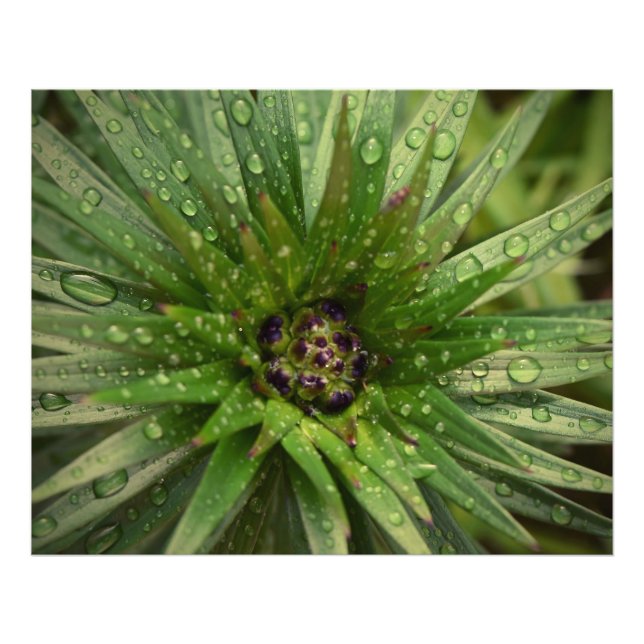 Impression Photo Fermer le plante (Devant)