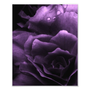Impression Photo Fermeture violette d'une double Begonia