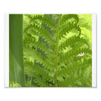 Impression Photo Fern