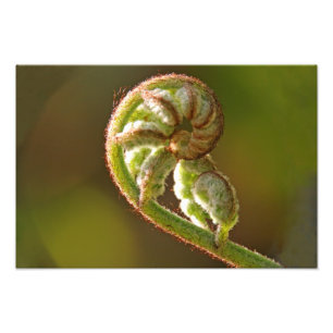Impression Photo Fern Fiddlehead