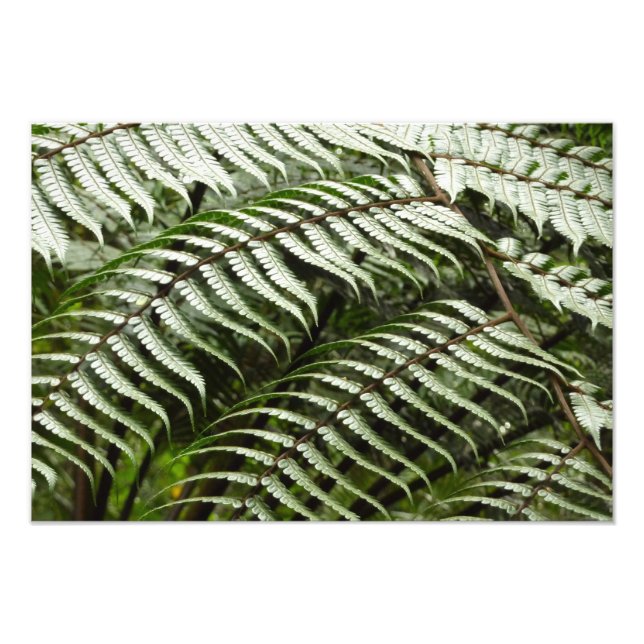 Impression Photo Fern Fronds II Dark Green Nature (Devant)