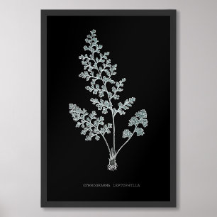 Impression Photo Fern - Gymnogramma Leptophylla - Effet de rayons X