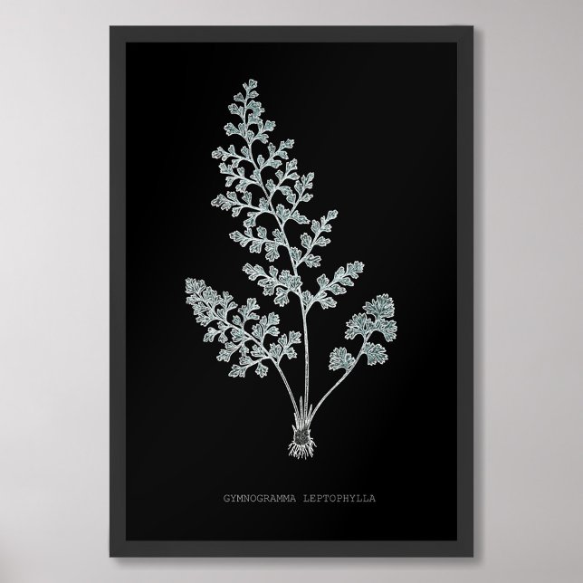 Impression Photo Fern - Gymnogramma Leptophylla - Effet de rayons X (Créateur téléchargé)