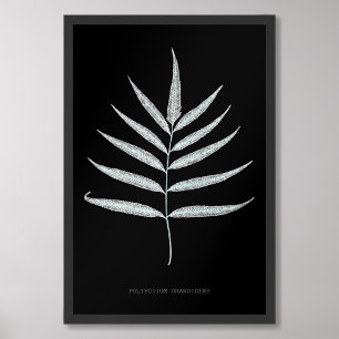 Impression Photo Ferne - Polypodyum Grandidens - Effet de rayons X