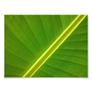 Impression Photo Feuille de bananier Macro