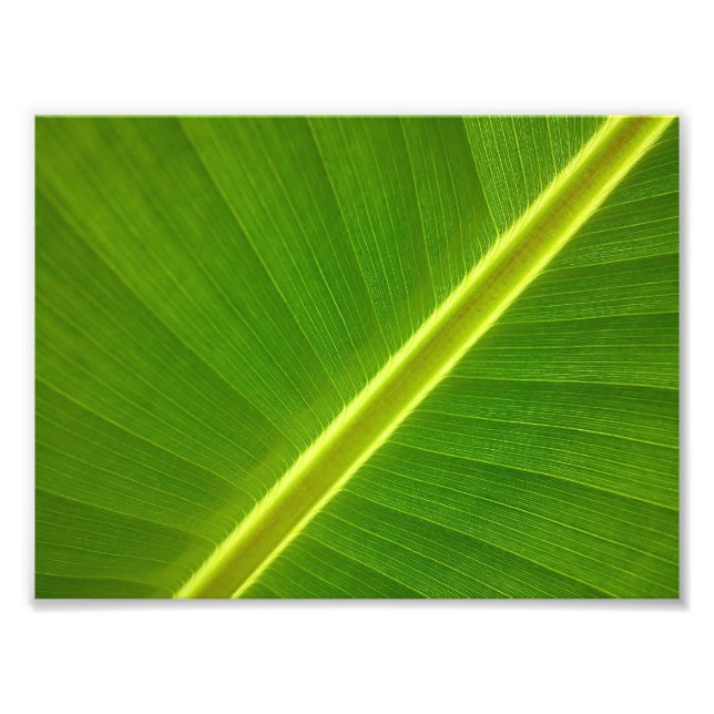Impression Photo Feuille de bananier Macro (Devant)