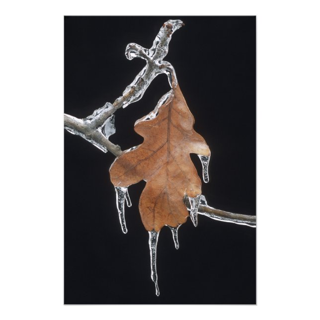 Impression Photo Feuille de chêne avec glaçons après une tempête de (Devant)