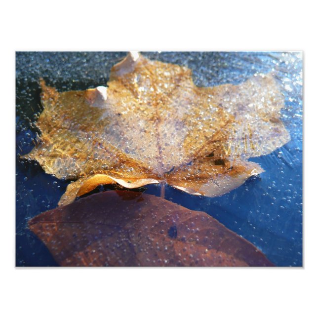 Impression Photo Feuille de érable jaune gelée Automne Nature (Devant)