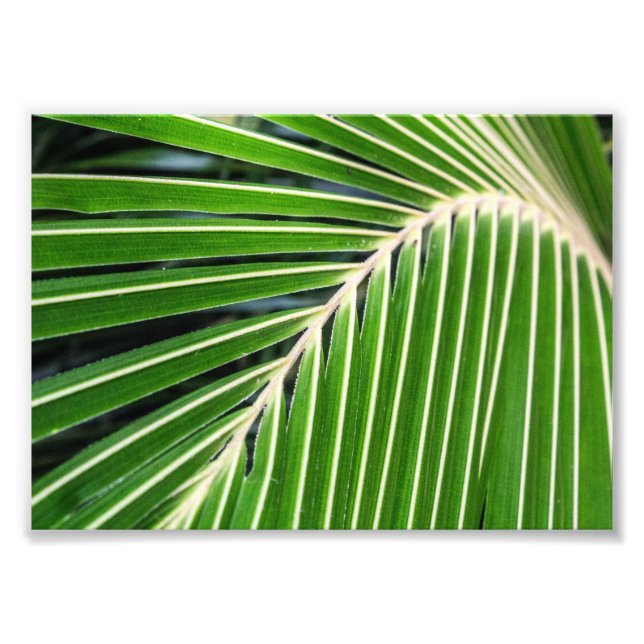 Impression Photo Feuille de palme verte Abstraite (Devant)