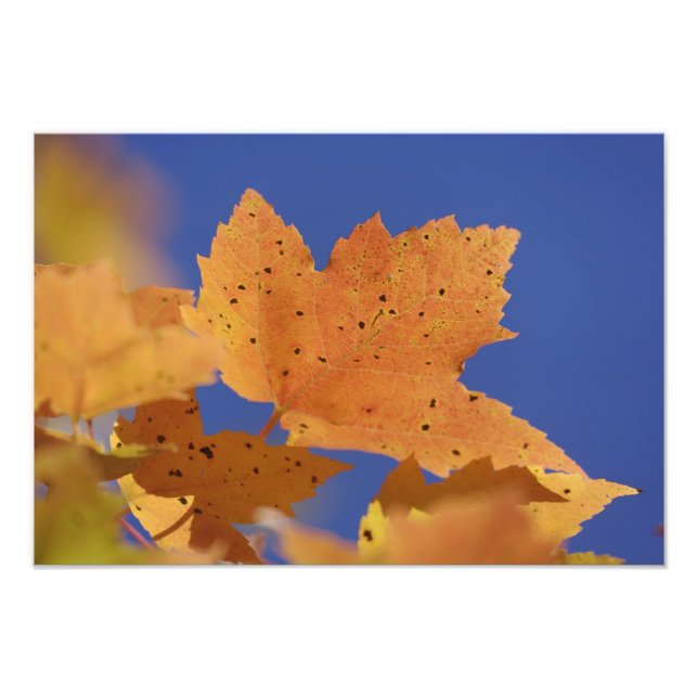 Impression Photo Feuille d'érable d'automne et ciel bleu, Blanc (Devant)
