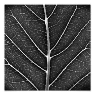 Impression Photo Feuille lumineuse noir et blanc en gros plan
