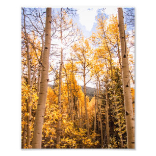 Impression Photo Feuille lumineux d'Aspen d'automne